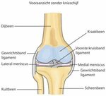 De Knie Related Keywords & Suggestions - De Knie Long Tail K